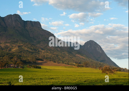 La plantation de thé en face de Massif Mulanje, Malawi Banque D'Images