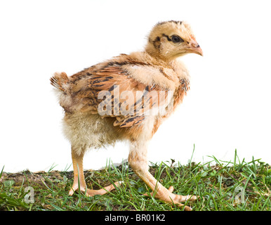 Jeunes poulets marche sur l'herbe avec fond blanc isolé Banque D'Images