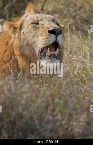 Jeune homme African Lion (Panthera leo) la récupération après une séance de chasse dans le Parc National Kruger, Afrique du Sud. Banque D'Images