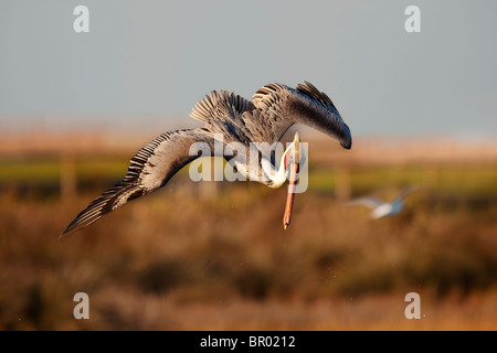 Pélican brun (Pelecanus occidentalis) passe en mode de plongée à des zones humides Banque D'Images