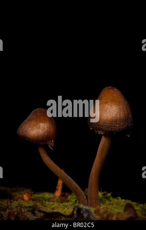 Champignons poussant sur moignon pourri à Evje à Rygge en Norvège, Banque D'Images