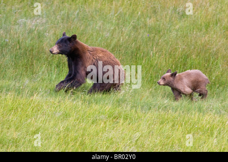 Ours noir Sow et Cub qui traverse Meadow Banque D'Images