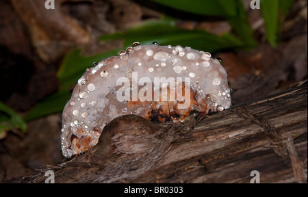 Beaux Champignons dans le nord du Michigan USA Banque D'Images