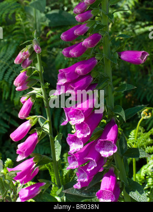 Vue rapprochée de la digitale pourpre Digitalis purpurea ou une fleur dans la famille Plantaginaceae trouvés en Europe, en Asie et en Afrique Banque D'Images