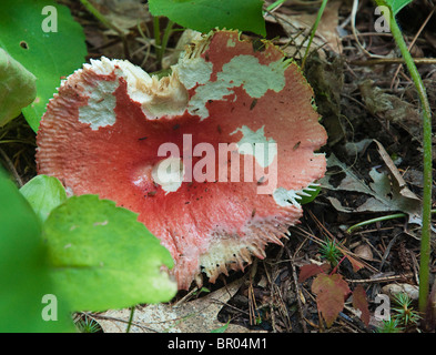 Beaux Champignons dans le nord du Michigan USA Banque D'Images