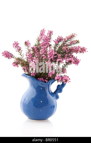 Purple Heather en vase bleu Banque D'Images