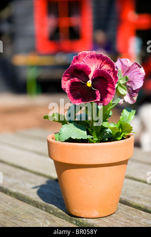 Pansy colorés en pot de fleur sur table en bois Banque D'Images