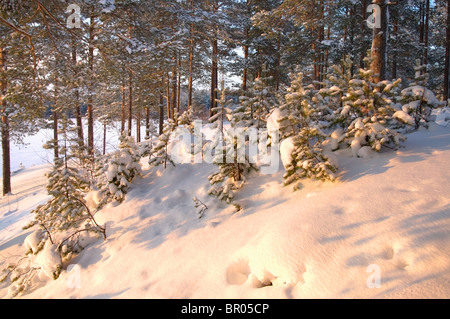 L'heure d'hiver en forêt. Bois de conifères dans la neige en Carélie, Russie Banque D'Images