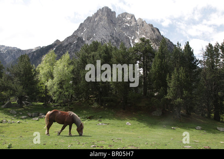 Montagne sauvage des chevaux dans la forêt subalpine sous Els Encantats pic Sant Maurici Park National Pyrénées Espagne Banque D'Images