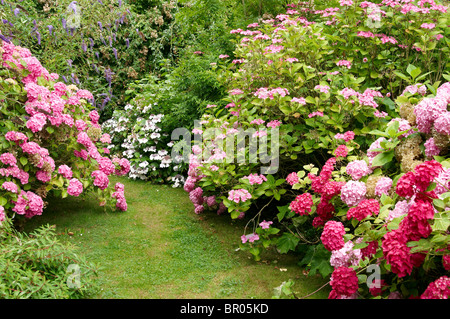 L'hydrangea (Hortensia) plantés dans le grand terrain boisé en bordure d'un jardin anglais à l'East Ruston Old Vicarage Gardens Banque D'Images