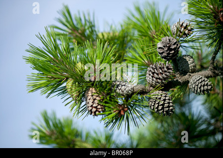 Cônes de pin on tree branch dans le Maine Banque D'Images