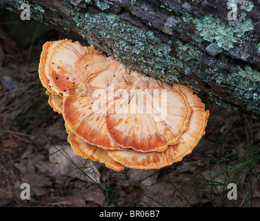 Beaux Champignons dans le nord du Michigan USA Banque D'Images