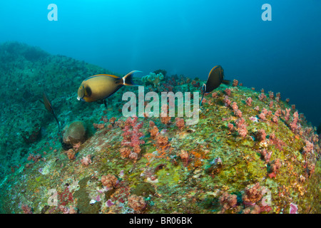 À la Plongée Similan Underwater Park, la Thaïlande, l'Asie du Sud-Est Banque D'Images