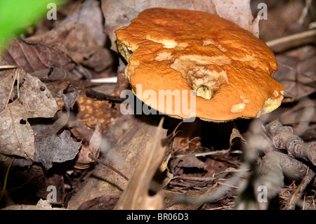 Beaux Champignons dans le nord du Michigan USA Banque D'Images