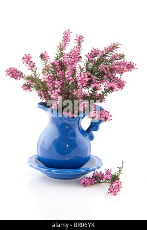 Purple Heather en vase bleu Banque D'Images