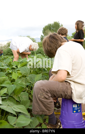 Grand-mère et ses petits-enfants sur une ferme, la cueillette des haricots verts Banque D'Images