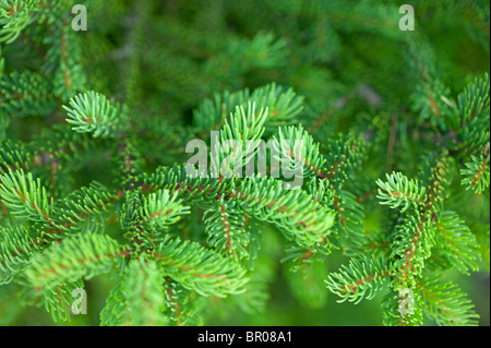 Les branches d'arbre de pin montrant sur green Banque D'Images