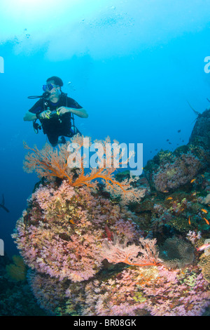 Les plongeurs à Similan Underwater Park, la Thaïlande, l'Asie du Sud-Est Banque D'Images