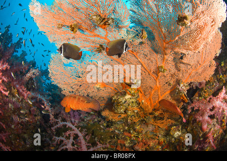 Collare médiocre , Plongée sous-marine à Richelieu Rock, Mu Koh Surin National Marine Park, juste au nord des Iles Similans, Banque D'Images