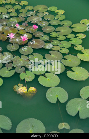 Vietnam, Da Nang. Ancienne capitale impériale de Hue. 17e siècle (dynastie des Nguyen) Citadelle Royale de Hue, à l'UNESCO. Bassin de Lotus. Banque D'Images