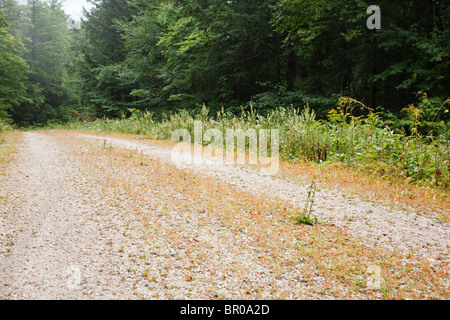 Rob Brook Road à Albany, New Hampshire, USA. Banque D'Images