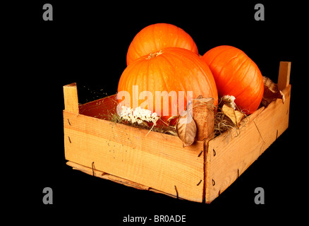 Décoration d'Halloween avec des citrouilles isolé sur black Banque D'Images