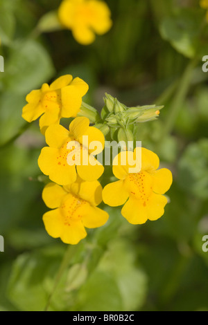 Monkeyflower (Mimulus guttatus). Introduction, évadé de jardins en Grande-Bretagne au début du xixe siècle. Originaire de l'Alaska. Banque D'Images