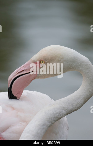 Flamant rose (Phoenicopterus roseus). Portrait. Le projet de loi à l'aide d'oiseaux preen plumes sur le haut du dos. Banque D'Images