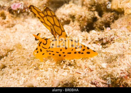 Oreilles de lapin Rare Nudibranch , plongée sous-marine à Similan National Marine Park, juste au nord de Phuket, Thaïlande, Asie du Sud-Est Banque D'Images