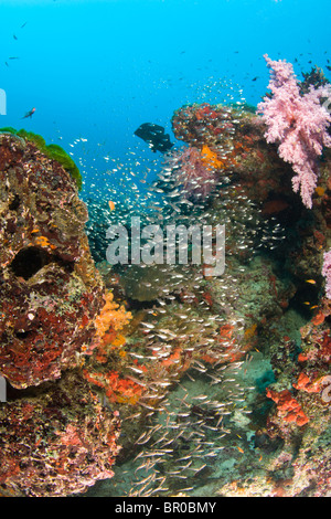 À la Plongée Similan Underwater Park, la Thaïlande, l'Asie du Sud-Est Banque D'Images