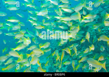 La scolarisation vivaneaux obèse (Lutjanus lutjanus), Richelieu Rock, Surin National Marine Park, au sud de Phuket, Thaïlande, Asie du Sud-Est Banque D'Images