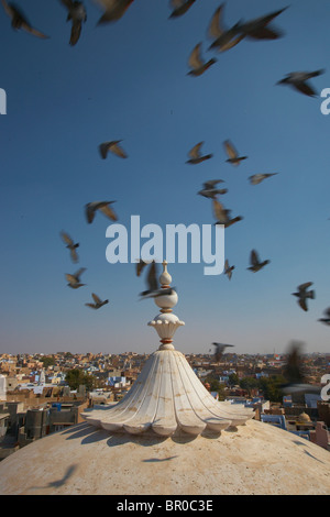 Les pigeons s'assemblant à Bhanda Shah Jain temple dans Bikaner Banque D'Images