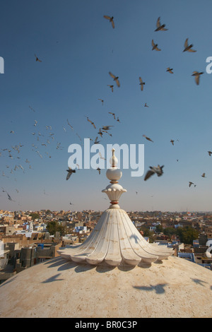 Les pigeons s'assemblant à Bhanda Shah Jain temple dans Bikaner Banque D'Images