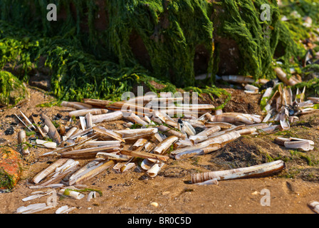 Ensis siliqua, razorshell Banque D'Images