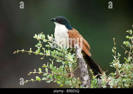 Le Sénégal, Centropus senegalensis, Mashatu, Tuli Block, Botswana Banque D'Images