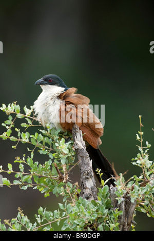 Le Sénégal, Centropus senegalensis, Mashatu, Tuli Block, Botswana Banque D'Images