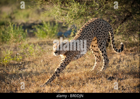 Le Guépard (Acinonyx jubatus), Mashatu, Tuli Block, Botswana Banque D'Images