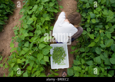 Huit ans enfant assis sur une ferme ramasser les haricots verts et les mettre dans un panier, high angle view Banque D'Images