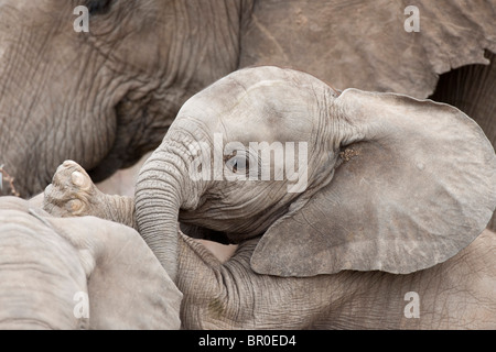 Les jeunes ( de l'eléphant d'Afrique Loxodonta africana africana), Mashatu, Tuli Block, Botswana Banque D'Images