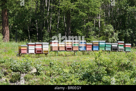 Ligne de ruches colorées au milieu d'une prairie Banque D'Images