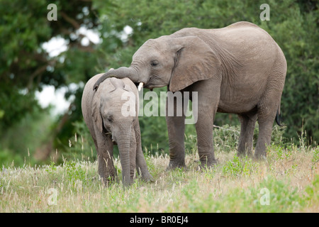 Bébé éléphants africains jouant ( Loxodonta africana africana), Mashatu, Tuli Block, Botswana Banque D'Images