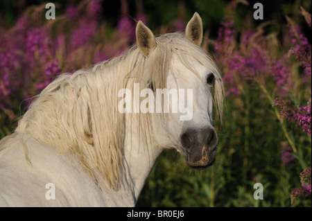 Poney Connemara (Equus ferus caballus). Portrait d'une jument grise en été. Banque D'Images