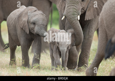 Les jeunes éléphants d'Afrique Loxodonta africana africana ( marche), Mashatu, Tuli Block, Botswana Banque D'Images