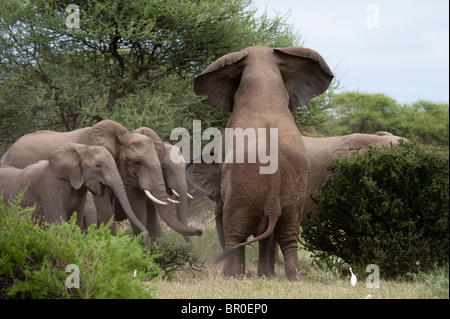 Les éléphants d'Afrique Loxodonta africana africana (), Mashatu, Tuli Block, Botswana Banque D'Images