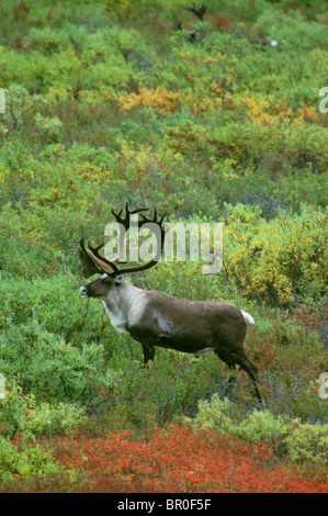 Sur le caribou de la toundra dans le nord de l'Alaska Banque D'Images