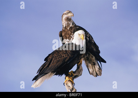 Paire de matures et immatures American pygargue à tête blanche (Haliaeetus leucocephalus) Banque D'Images