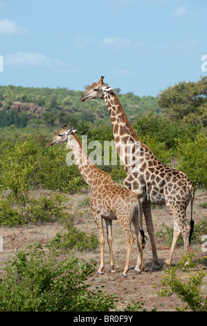 Le sud de girafes (Giraffa camelopardalis giraffa), Mashatu, Tuli Block, Botswana Banque D'Images