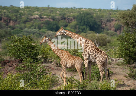 Le sud de girafes (Giraffa camelopardalis giraffa), Mashatu, Tuli Block, Botswana Banque D'Images