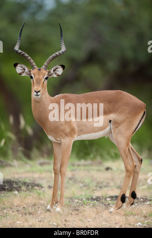 Impala (Aepyceros melampus), Mashatu, Tuli Block, Botswana Banque D'Images