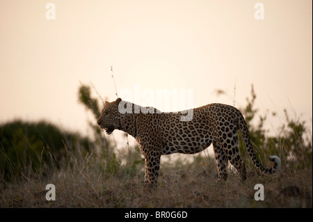 Leopard (Panthera pardus), Mashatu, Tuli Block, Botswana Banque D'Images